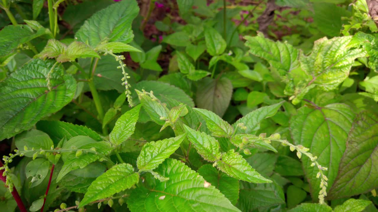 Zoom out from a cluster of vibrant green plants and leaves on the forest floor, surrounded by tropical vegetation