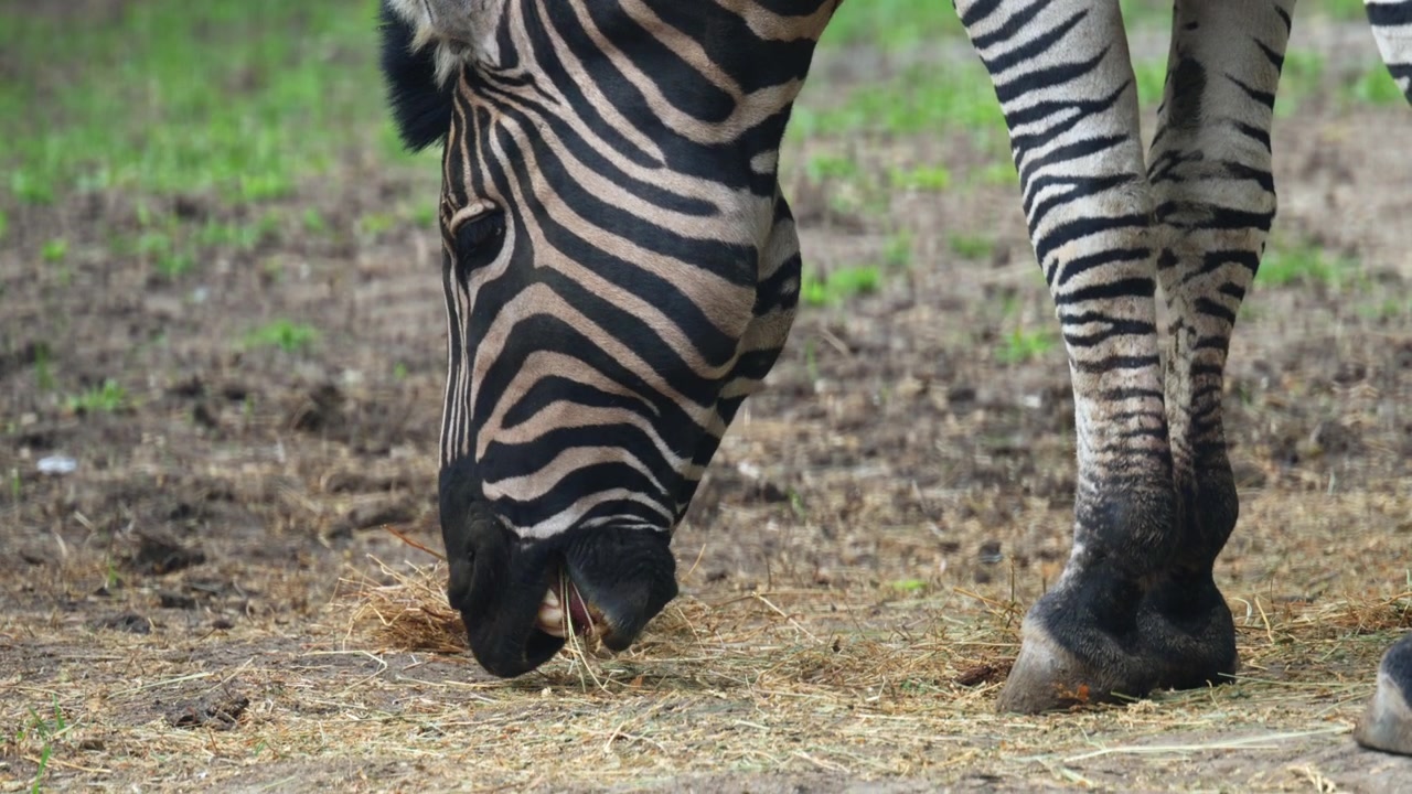 En zebra sænker hovedet for at græsse på jorden, roligt fouragerende i et zoo-miljø