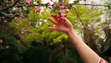 hand reaching for cherry blossoms