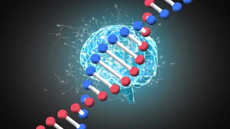 Digital-animation-of-dna-structire-spinning-against-human-brain-spinning-on-grey-background