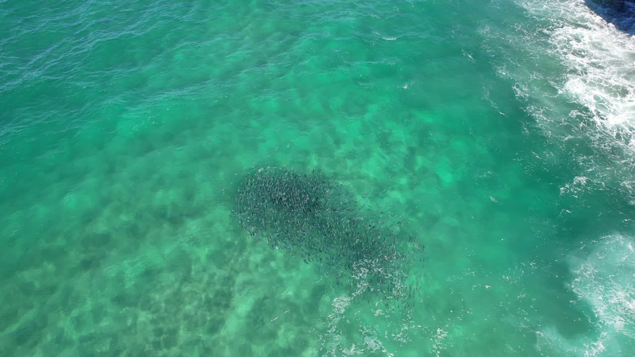 오스트레일리아 의 뉴 사우스 웨일스 주 에 있는 파도 가 많은 바다 에서 수영 하는 어리 들 의 무리