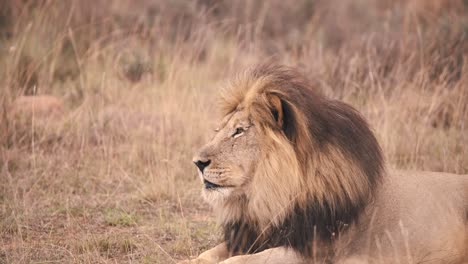 lion with dark mane lying in african savannah grass, profile shot