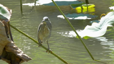 pequeña planta amargada en el agua