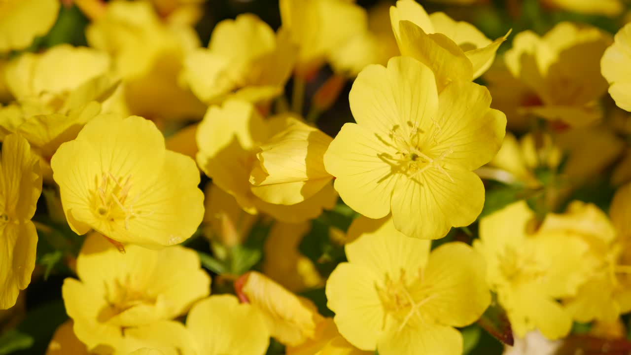 날아다니는 노동자 벌이 노란 꽃의 에서 수액을 수집합니다. 봄 자연 배경. 클로즈업.