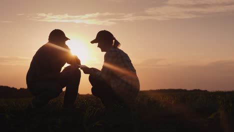 silhouettes of two farmers - men and women. work in the field at sunset, study plant shoots, use a tablet