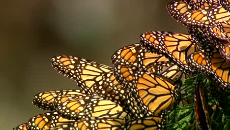 asas de borboleta