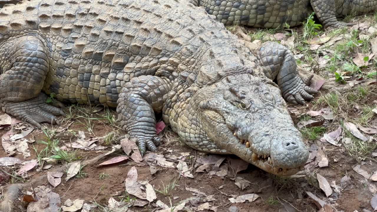 Enormous Nile crocodile (Crocodylus niloticus) lying on the ground. Madagascar