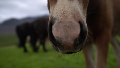 Caballo-Islandés-En-La-Naturaleza-Escénica-De-Islandia.