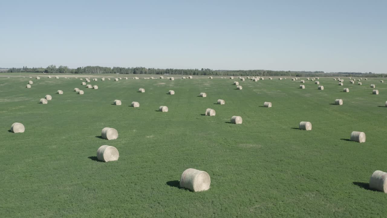 Aerial fly over closeup circular hay bales scatterred somewhat symetrical over a lush green pastures of farmland on clear sumemr day with blue skies and mini forest as boundaries to the neighbors 3-5