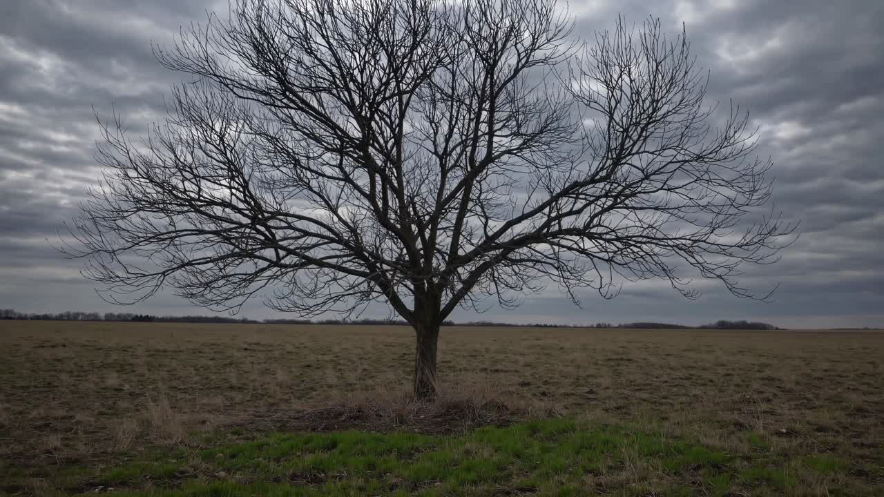 A solitary tree stands in a vast field under a moody sky. Captured at eye level, this video