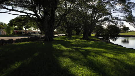 Flying-Low-through-the-trees