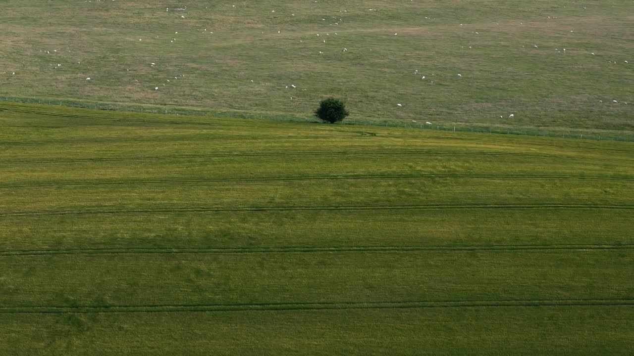 Dolly right aerial of lush green fields with lone tree and grazing sheep