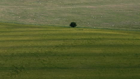 dolly right aerial of lush green fields with lone tree and grazing sheep