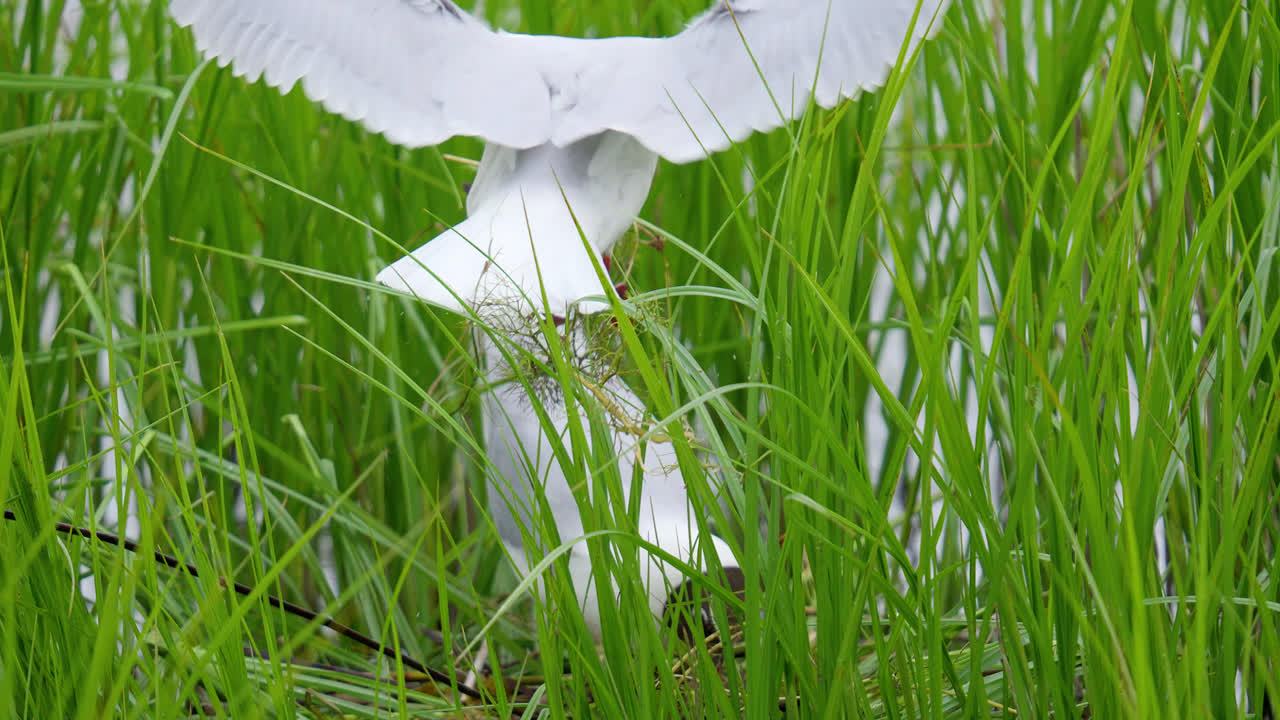 Nesting Gulls amongst the marsh reeds on a lakeside shallow