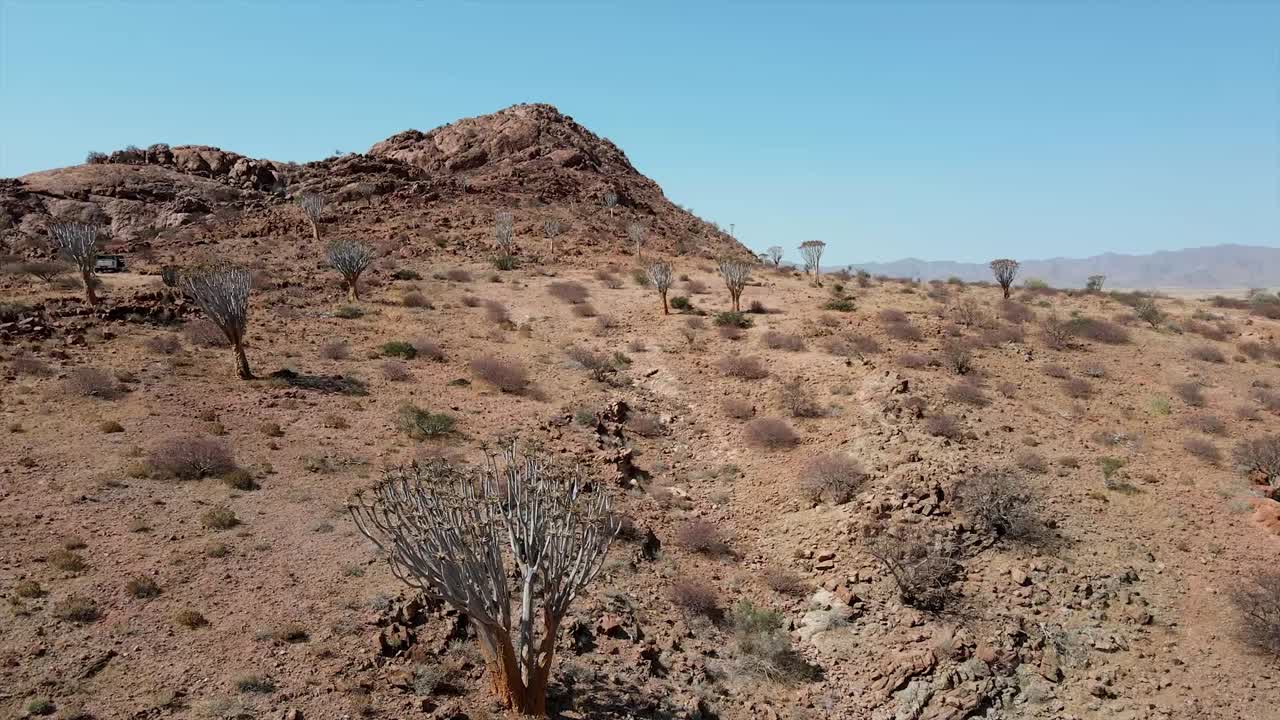 árboles de quiver que crecen en la región desértica muy seca y árida de namibia en el sur de áfrica