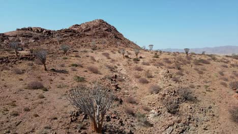 Köcherbäume-Wachsen-In-Der-Sehr-Trockenen-Und-Trockenen-Wüstenregion-Namibias-Im-Südlichen-Afrika