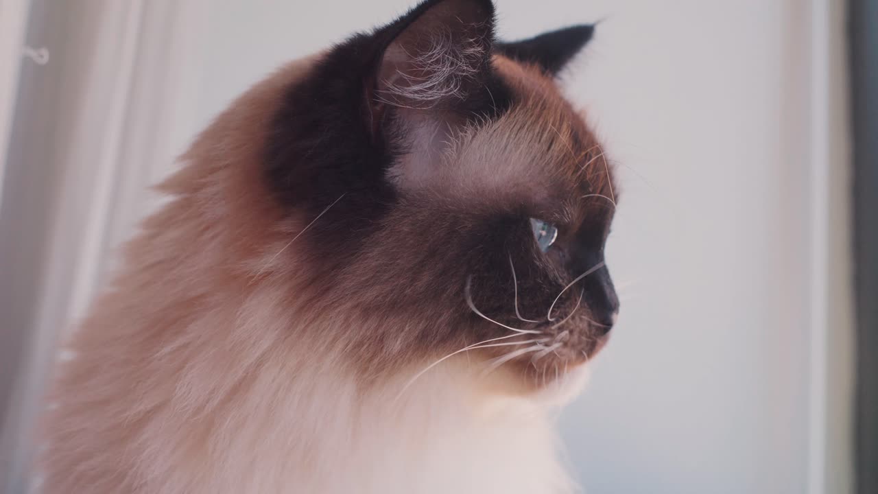 Profilo di gatto Ragdoll che guarda a destra in una luce naturale soffusa, con espressione concentrata e calma mentre si lecca e pulisce labbra e naso