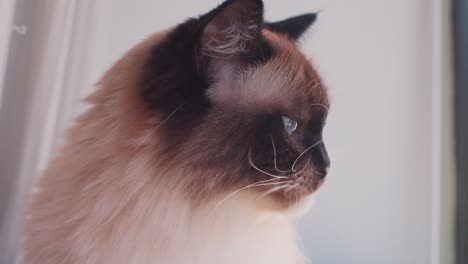 profile of ragdoll cat looking right in soft natural light, focused and calm expression licking and cleaning lips and nose