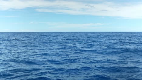 A-view-of-watching-bottlenose-dolphins-on-the-sea-with-a-clear-sky-in-the-background-in-Spain