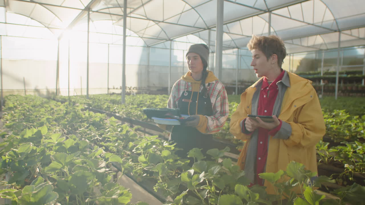 Female Strawberry Farm Workers Using Tablet in Greenhouse