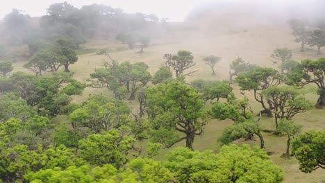 aerial view of the forest fanal in madeira