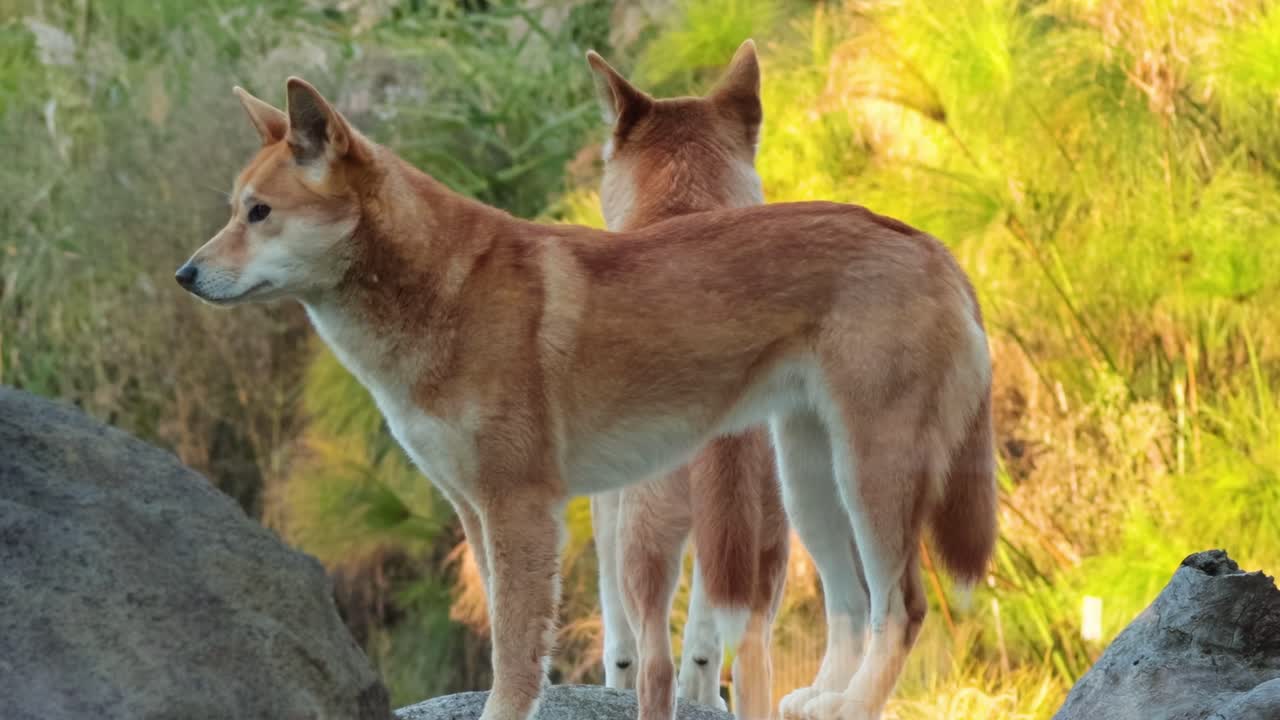 Two dingoes stand alert on rocky terrain surrounded by lush greenery.