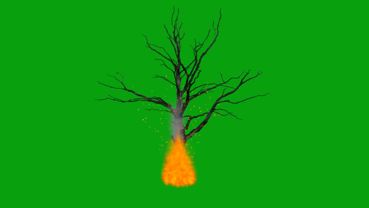 Burning dead tree green screen motion graphics