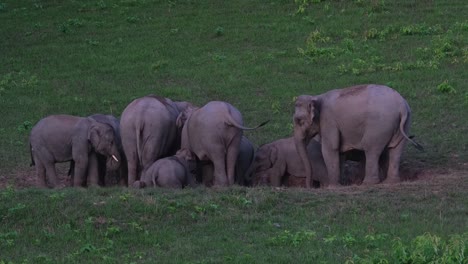 a calf sucking milk while the rest are licking salt in the salt lick, khao yai national park, indian elephant elephas maximus indicus, thailand