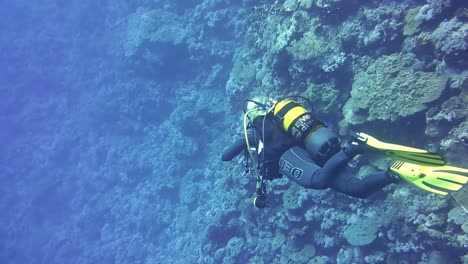 female scuba diver underwater swimming along a reef in blue water