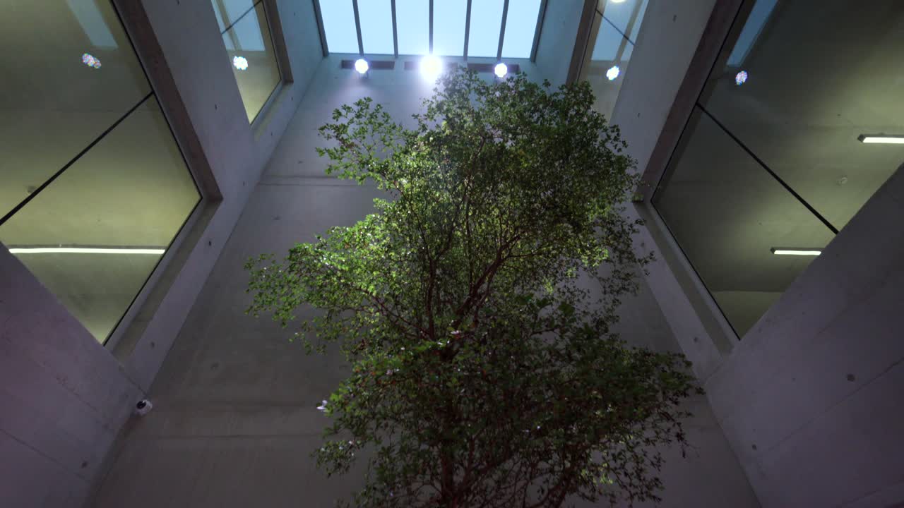 Árbol interior se eleva a través de un atrio de hormigón en arquitectura biofílica.