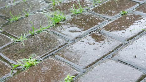detailed close-up of pedestrian stones shining with rainwater on a rainy day