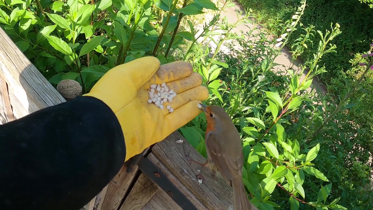 Robin coming in to feed from a gloved hand.