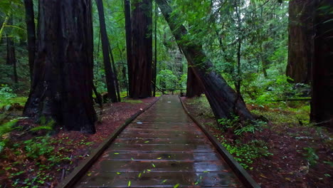 walking pov scenic forest park giant redwood trees muir woods national monument