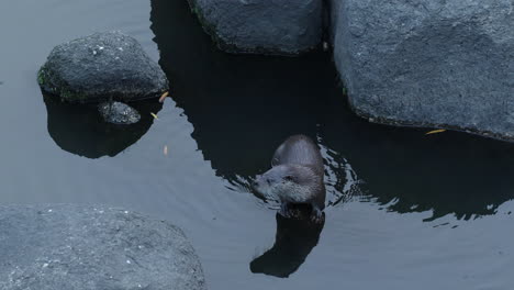 La-Nutria-Termina-De-Comer-Pescado,-Luego-Mira-A-Su-Alrededor-Y-Se-Sumerge-Bajo-El-Agua