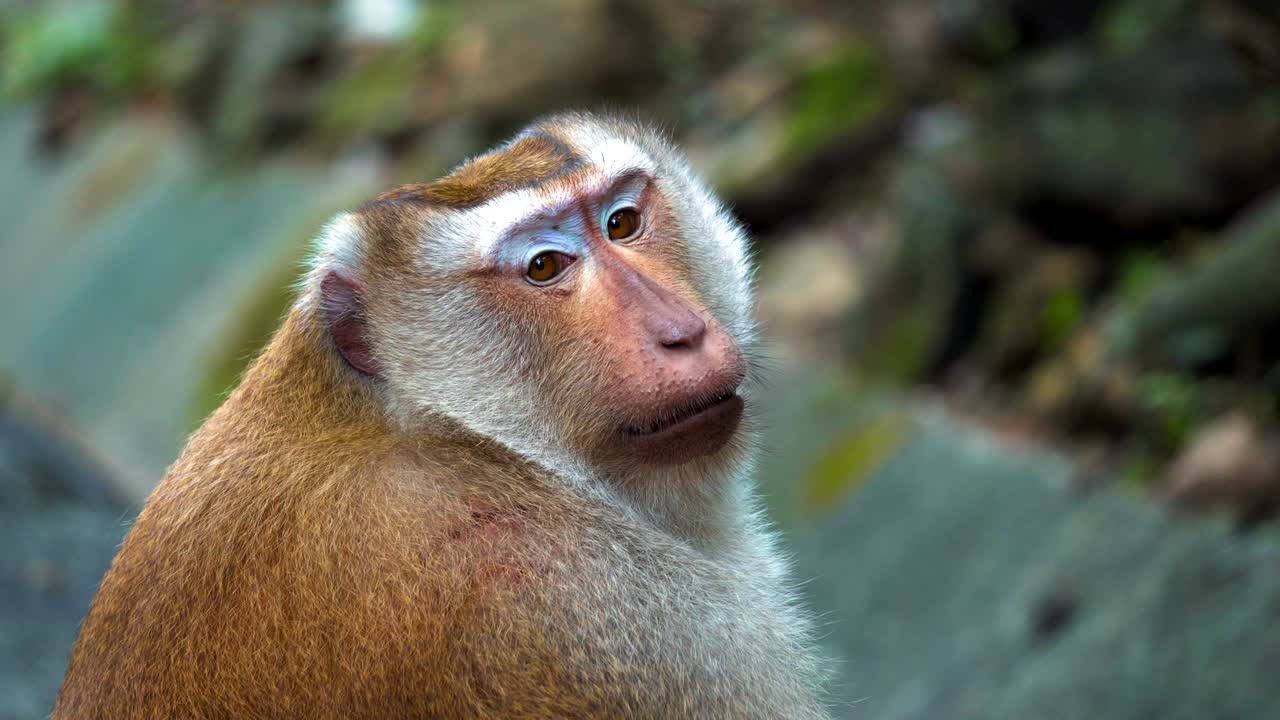 cara de un mono en primer plano, retrato. el mono está sentado y mirando a la cámara en el parque