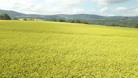 Campos-Amarillos-De-Plantas-De-Colza-Listas-Para-Ser-Cosechadas-Para-Aceite-De-Cocina-En-Wexford,-Irlanda