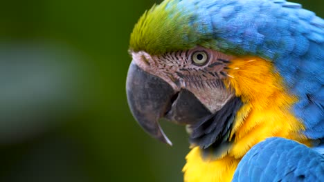 un primerísimo plano de una guacamaya azul y amarilla mirando con cara expresiva