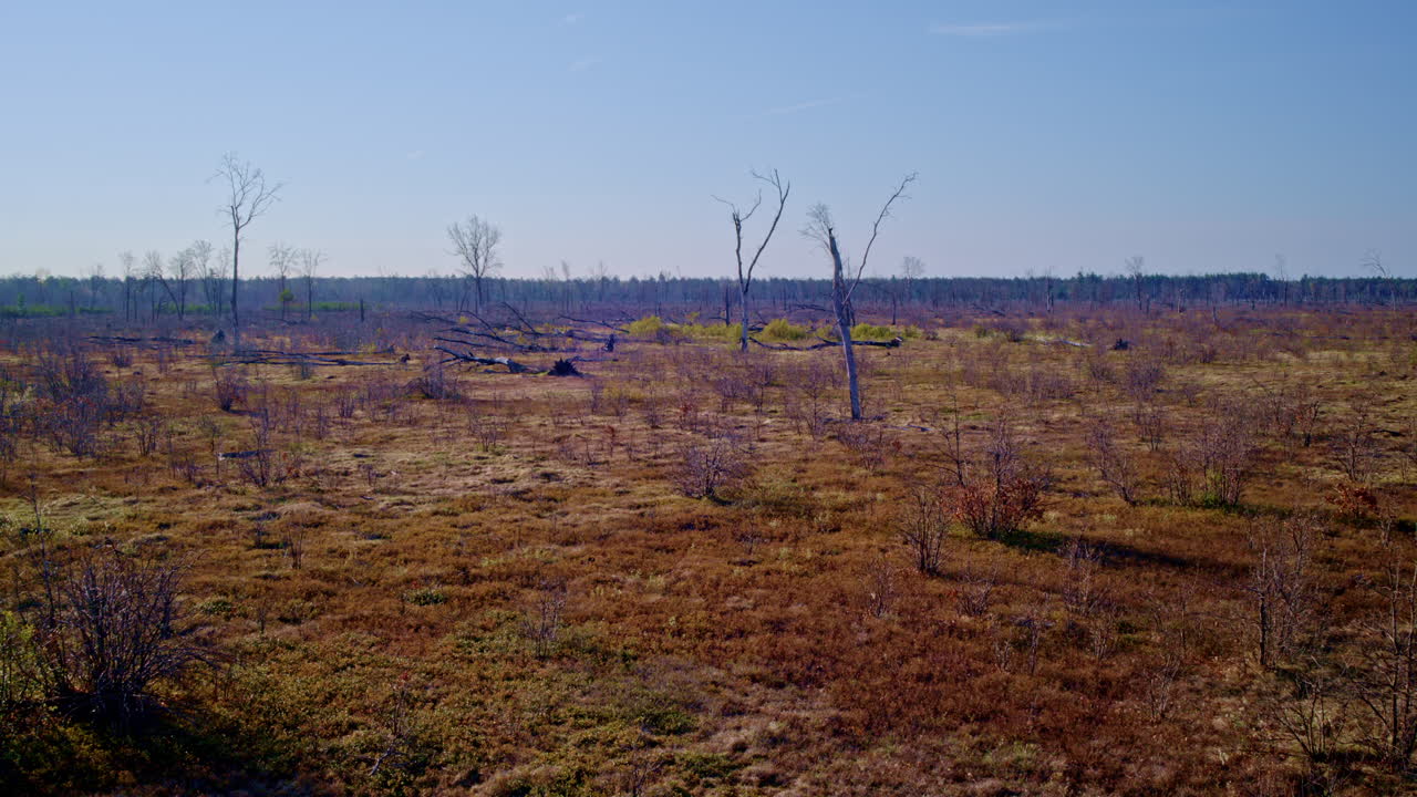 кадр с высоты с дроном, изображающий сожженный лес.