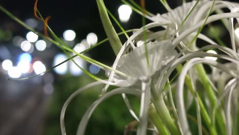 flor blanca con fondo bokeh nocturno