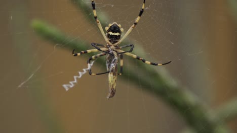 araña de jardín negra y amarilla envolviendo mariposa en la red