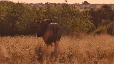 Wild-blue-wildebeest-in-the-African-nature