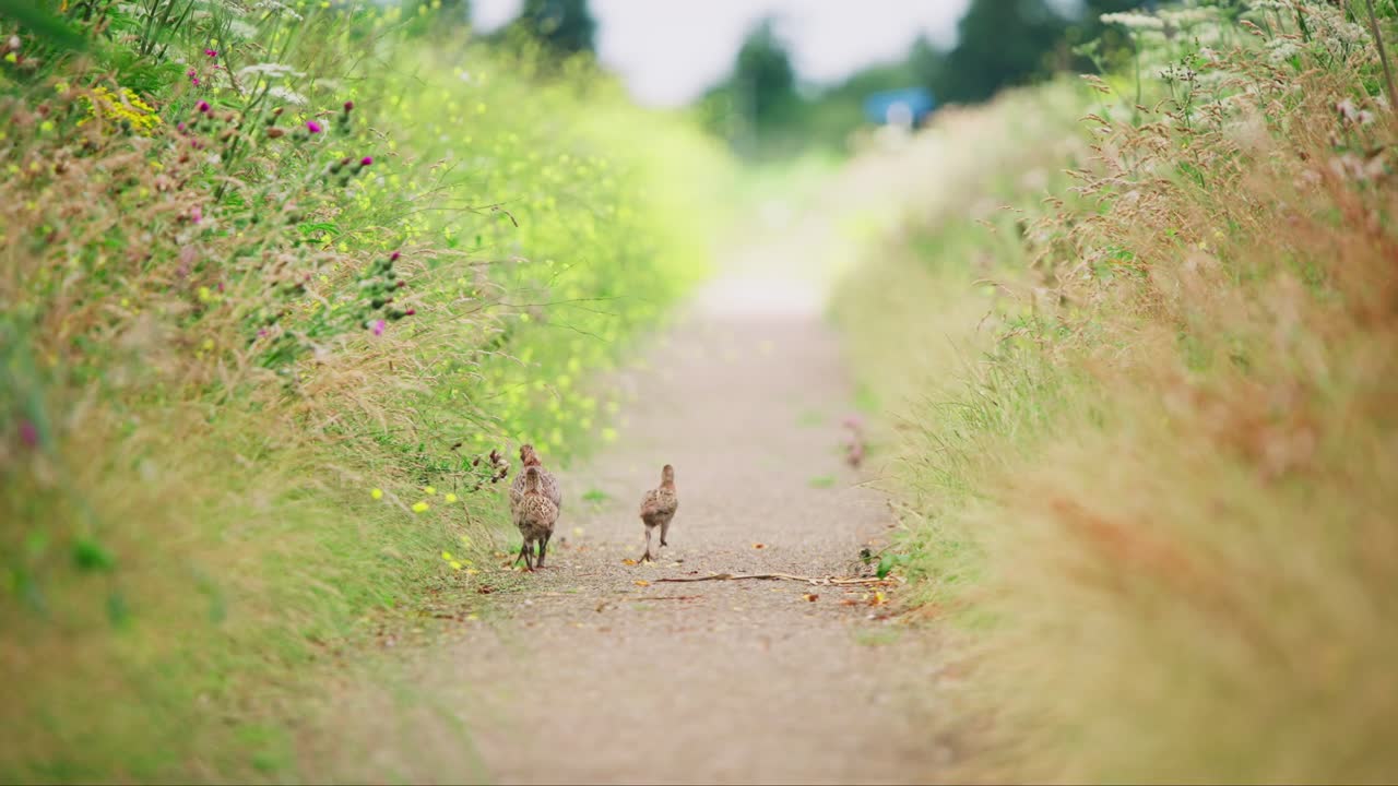 높은 풀 사이에서 길을 고 달리는 새끼와 함께 는 일반 파산의 뒷면, 텔레포토 뒤면, 그린 네덜란드