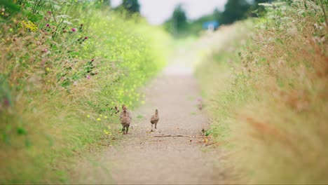 rearview of common pheasant walking on dirt path between tall grass with chick running away, telephoto rearview, groenzoom netherlands