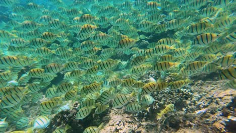 wide shot of schooling convict tang tropical fish swimming over coral reef