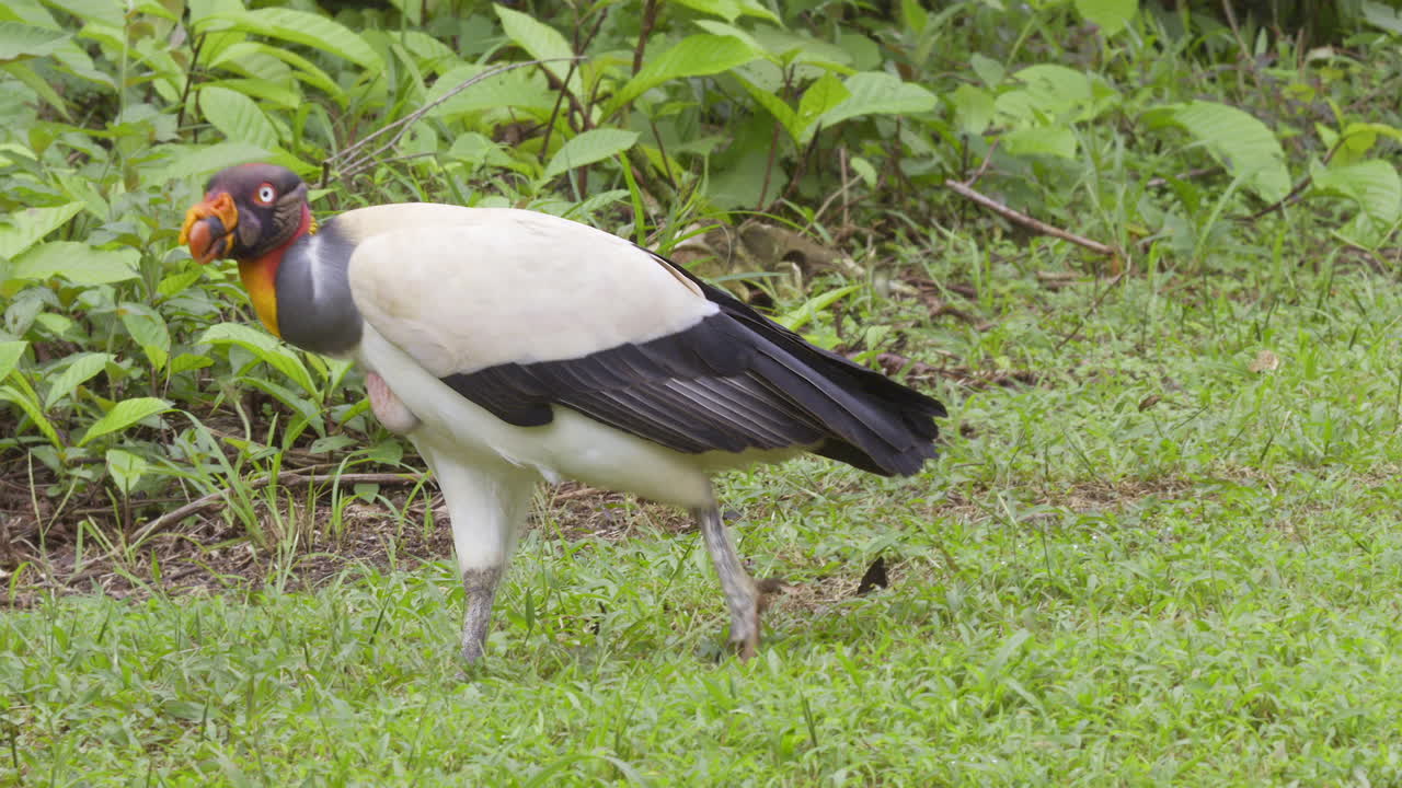 잔디을 걸어다니는 왕새끼
