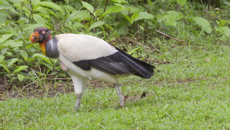 king vulture  walking through grass