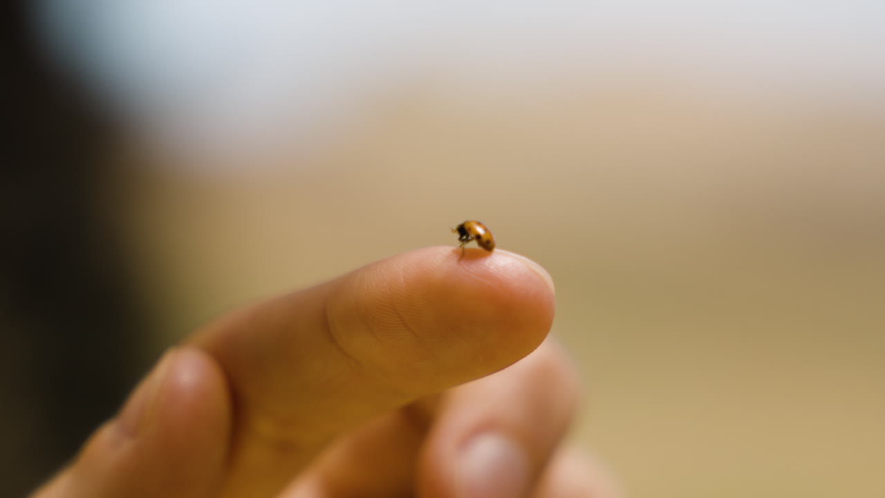 cerca de un insecto mariposa en la punta del dedo de la mujer