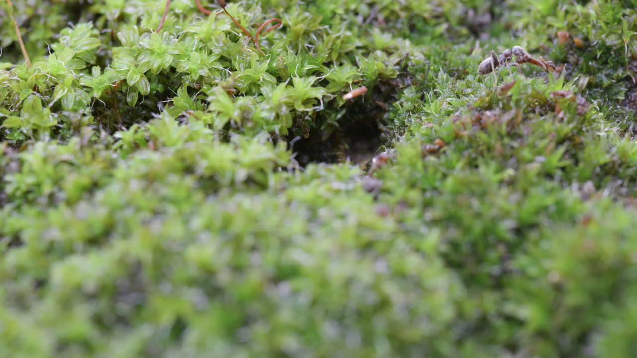 Ant colony emerging from moss-covered earth
