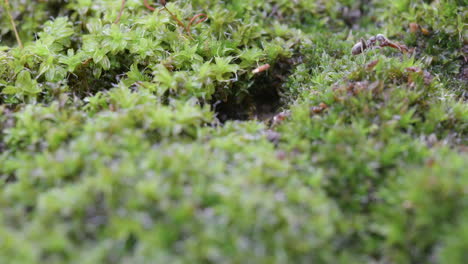 ant colony emerging from moss-covered earth