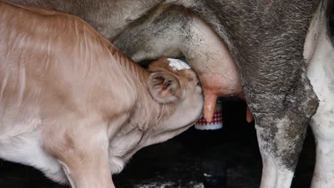 Weißes-Braunes-Kalb,-Das-Milch-Vom-Euter-Der-Kuh-Trinkt